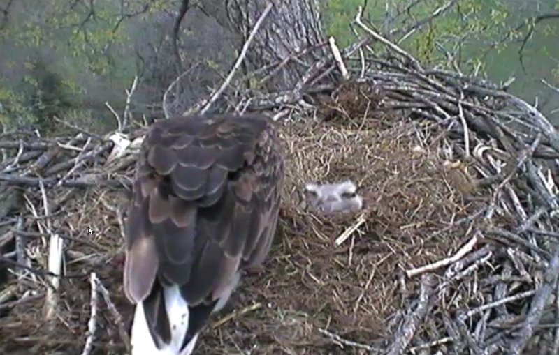 ScreenHunter_56 Mar. 31 20.42.jpg